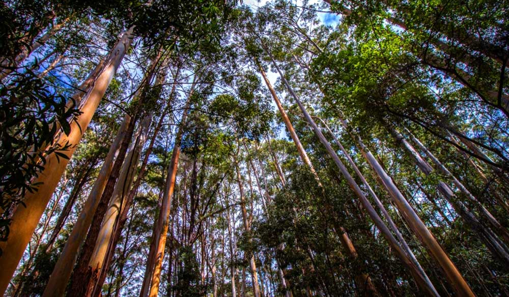 Forestry Management